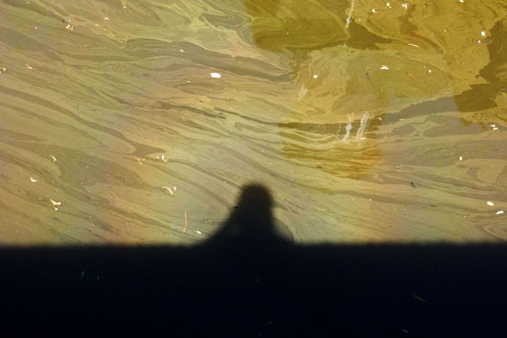 Algae Corona Algae Corona