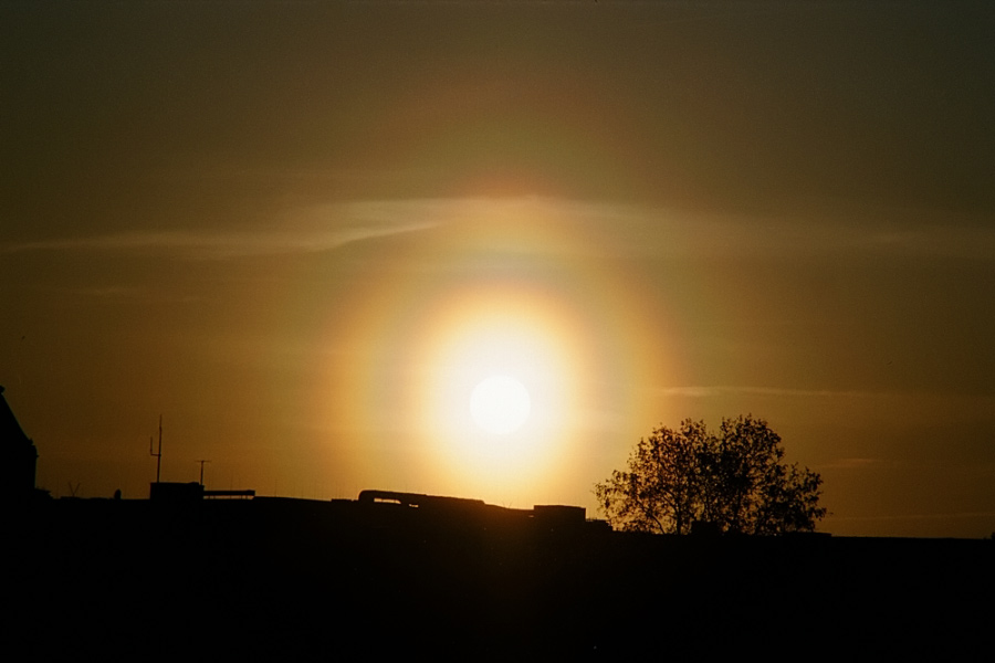 Pollen Corona Pollen Corona