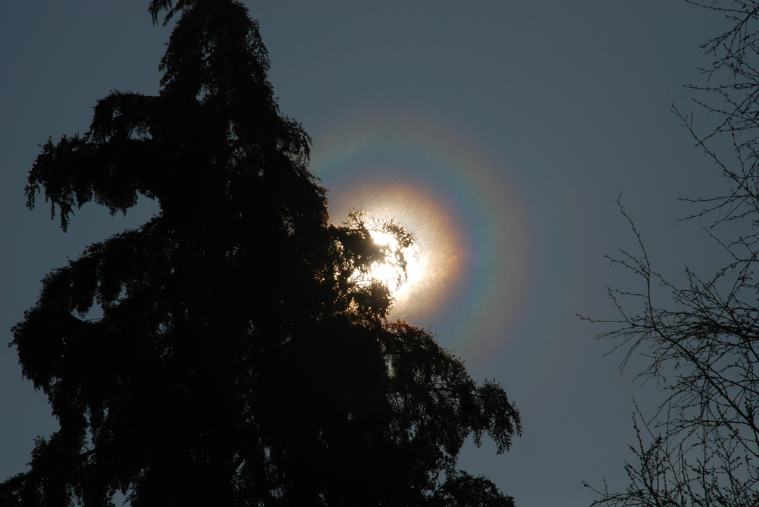 Pollen Corona in The Netherlands Pollen Corona in The Netherlands